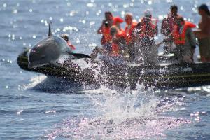 Azoren - Pico: Delfine & Wale intensiv