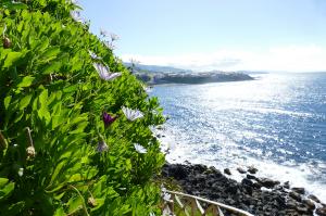 Azoren  -  Die schöne Grüne im Atlantik