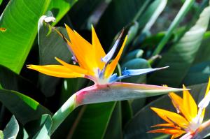 Blumeninsel Madeira