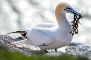 Deutschland - Tier- und Vogelfotografie auf Helgoland – Fotoreise mit Michael Lohmann