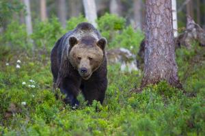 Finnland - Naturerfahrung im finnischen Herbst