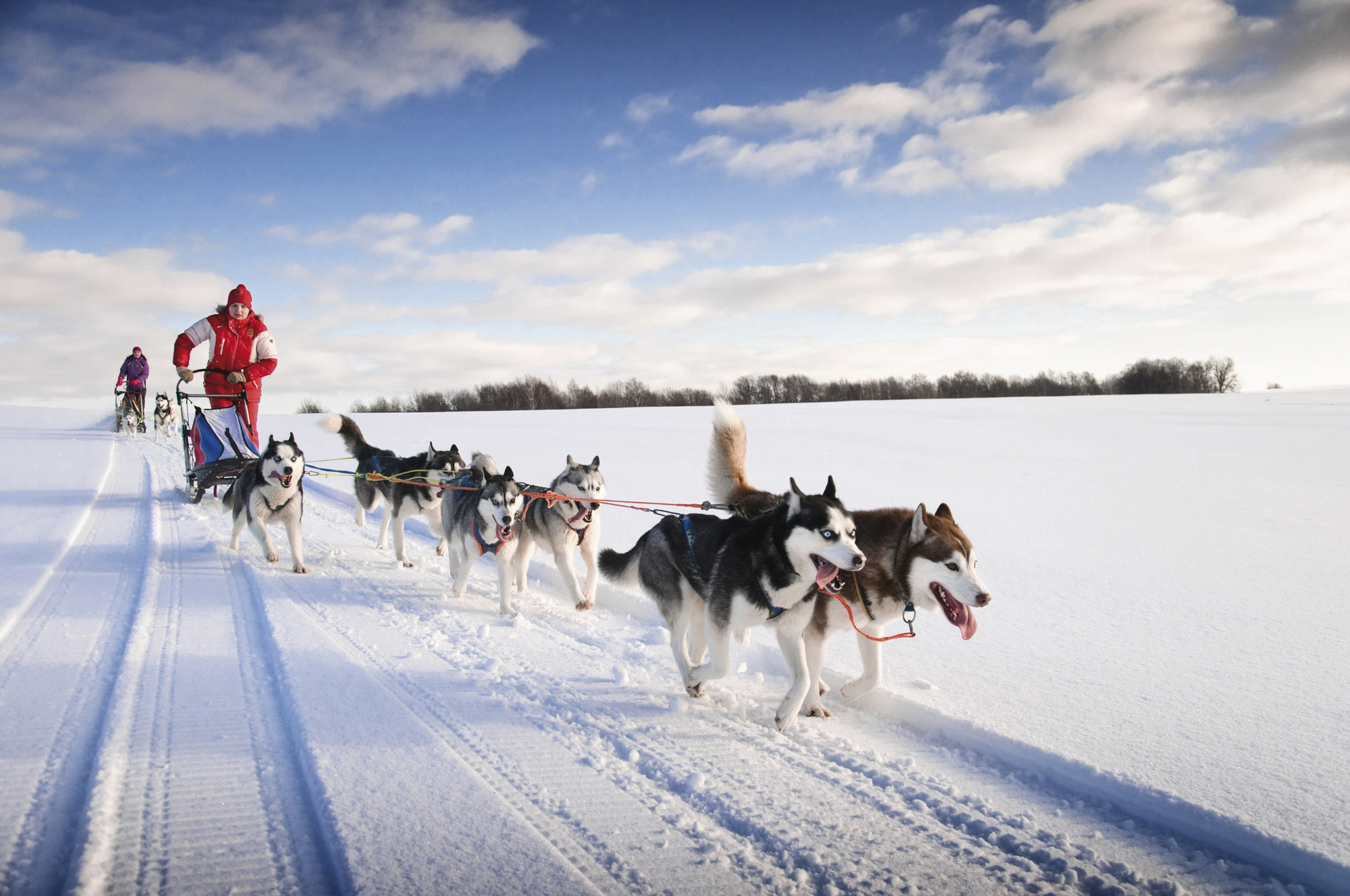 Hundeschlitten-Abenteuer in Lappland