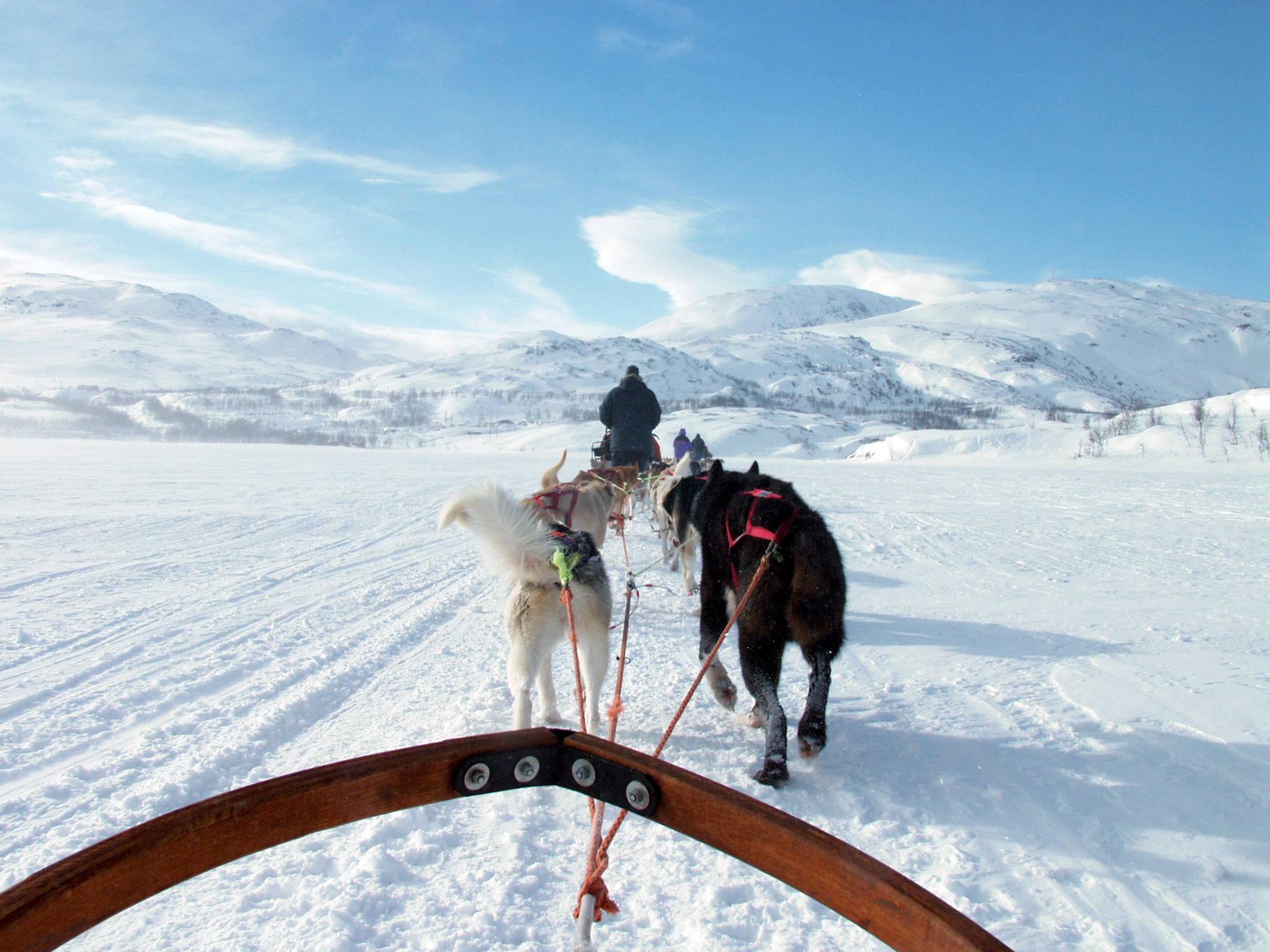Hundeschlitten-Abenteuer in Lappland