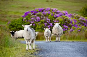 Irland: Höhepunkte