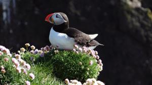 Island - Natur, Sommer, Abenteuer