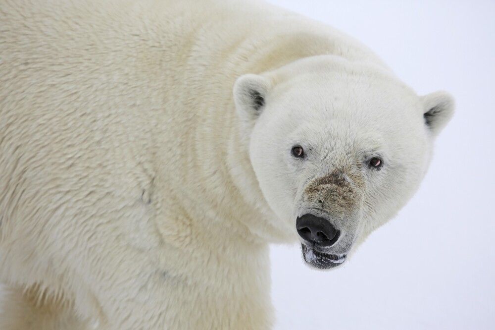 Island • Jan Mayen • Spitzbergen - Kurs Nord: Über den Polarkreis