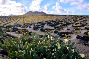 Lanzarote - Trekking über die Feuerinsel
