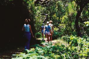 Madeira -  Levadas, Lorbeer, Lavafelsen