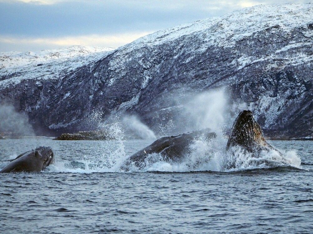Norwegen - Orcas und Buckelwale unter Nordlichtern