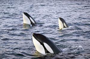 Norwegen - Orcas und Buckelwale unter Nordlichtern