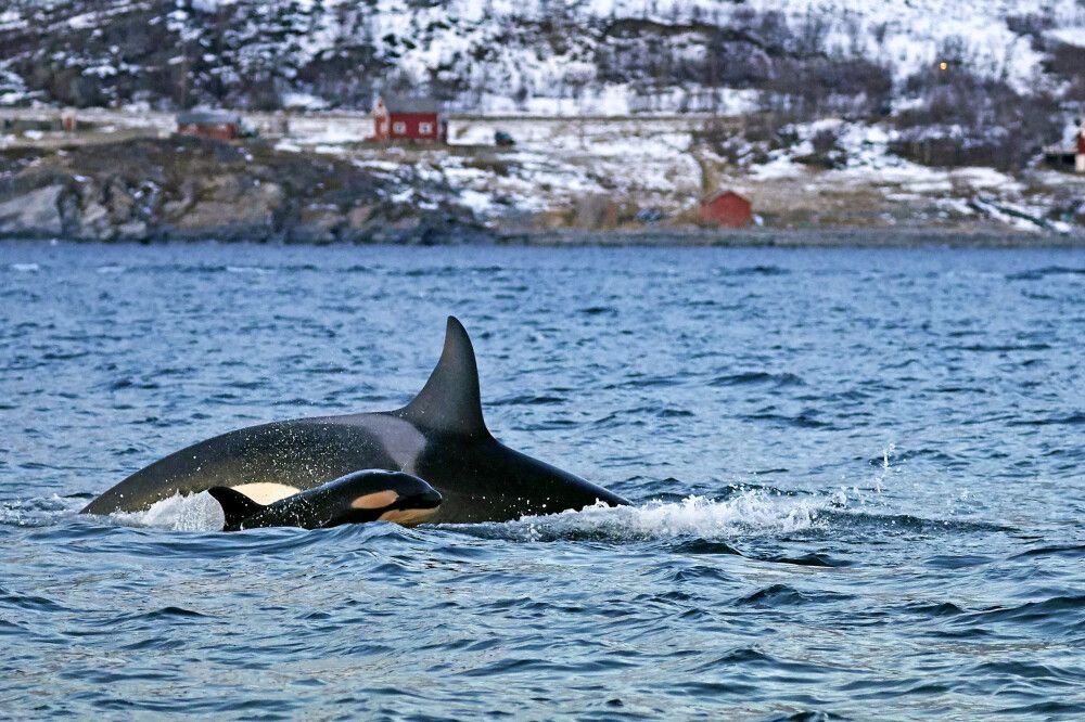 Norwegen - Orcas und Buckelwale unter Nordlichtern – Fotoreise mit Bernd Nill