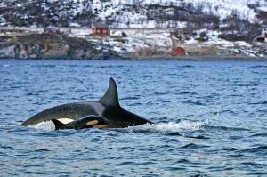 Norwegen - Orcas und Buckelwale unter Nordlichtern – Fotoreise mit Bernd Nill