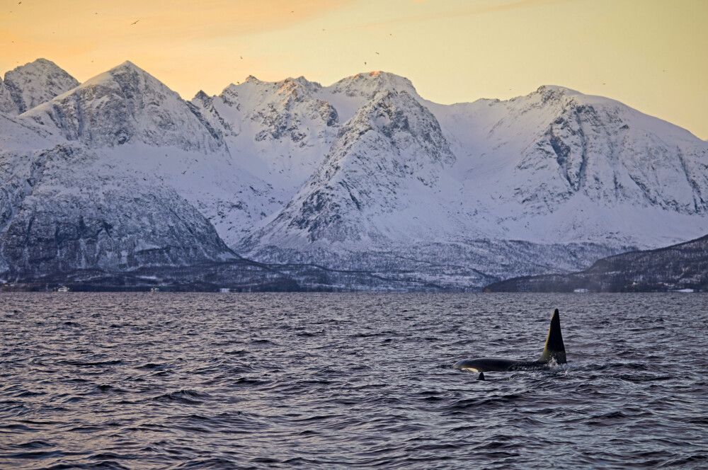 Norwegen - Segeln, Nordlichter und Wale