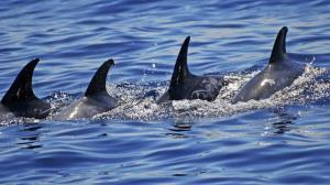 Portugal - Azoren - Wal- und Delfinbeobachtung