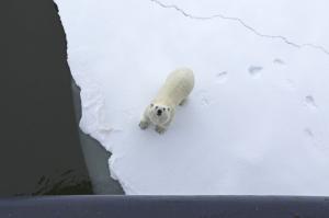 Schottland • Jan Mayen • Spitzbergen - Trauminseln im Nordatlantik