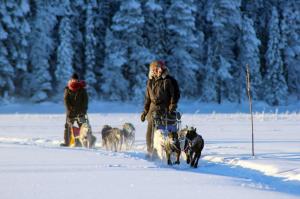 Schweden - Husky-Erlebniswoche in Lappland