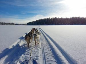 Schweden - Husky-Erlebniswoche in Lappland