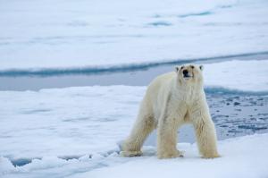 Spitzbergen - Fotoreise ins Eisbärland