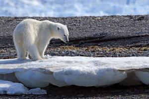 Spitzbergen - Rund um Spitzbergen